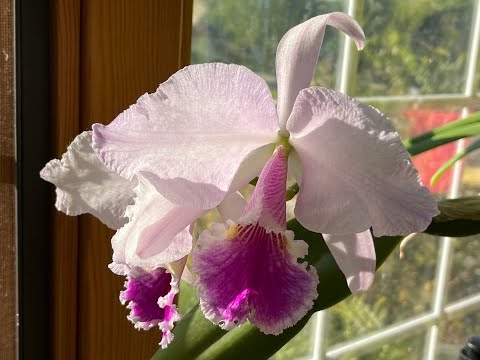 原生种卡特兰拉比阿塔又双叒叕（“yòu，shuāng，ruò，zhuó”）开花了！ Cattleya labiata 'September Mist' Flowered again