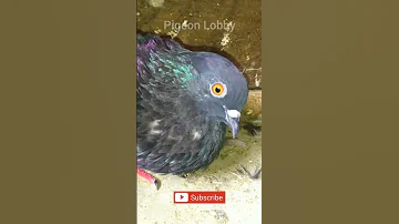Male Pigeon Calling Female Pigeon Pigeon Cooing Sound 