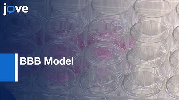 BBB Model for Lymphocyte Extravasation Analysis | Protocol Preview