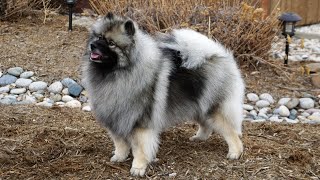 Keeshond Club of America  National 2023