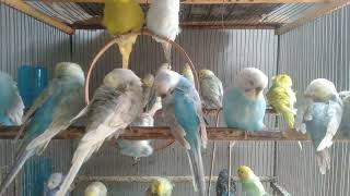 Der beste Wellensittich Lockruf – sofortige Reaktion! 🐦🔥 #wellensittich #welli #vögel