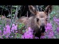 Baby Moose Eating Fireweed Flowers By My Front Porch