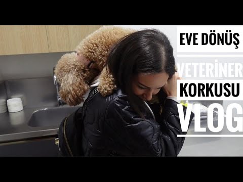 VLOG | KÖPEĞİMİZİN VETERİNER KORKUSU VE BANYOYA TEPKİSİ | Köpek ve bebeğimizin ilişkisi, Eve Dönüş