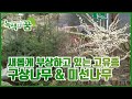 우리나라 고유식물, 구상나무 & 미선나무 [녹색의 꿈] / YTN 사이언스