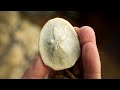 35 MILLION Year Old Fossil Sand Dollar and Sea Urchin Hunting (with Shark Teeth & Crystals!)