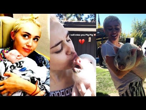 Video: „Pet Scoop“: šuo, išgelbėtas iš buvusios deimantų kasyklos, Miley Cyrus atlieka „Giant Cat“