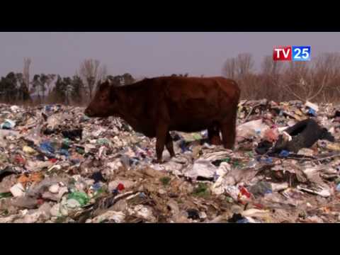 ვისი დაუდევრობით დაიკეტა ქობულეთის ნაგავსაყრელი