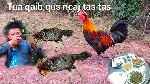 kuv mus zov qaib qus pw chaw tua tau ib tug qaib qus zoo siab heev