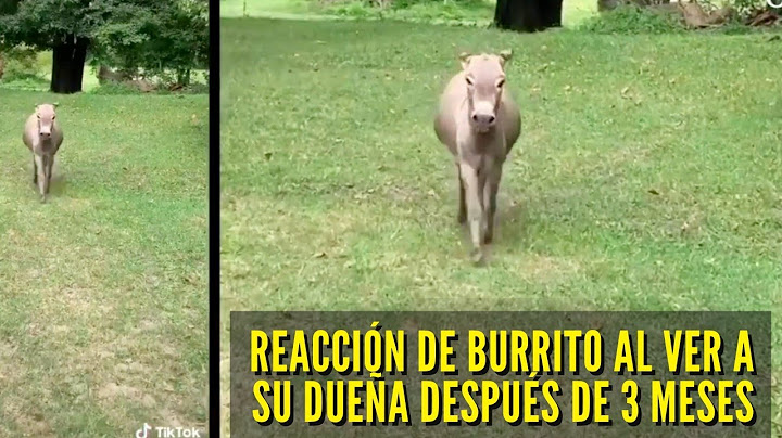 TIERNO REENCUENTRO ENTRE UN BURRO Y SU DUEÑA DESPUÉS DE MESES SIN VERSE