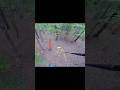 Today Bow Hunt With a Sticks #bowhunting$foryou#wildlife