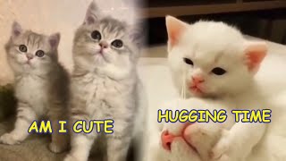Cute cats meowing #1 2020 Must Watch by CatsNDogs365 30 views 4 years ago 11 minutes, 55 seconds