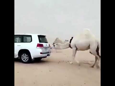 جمل حاقد على راعيه