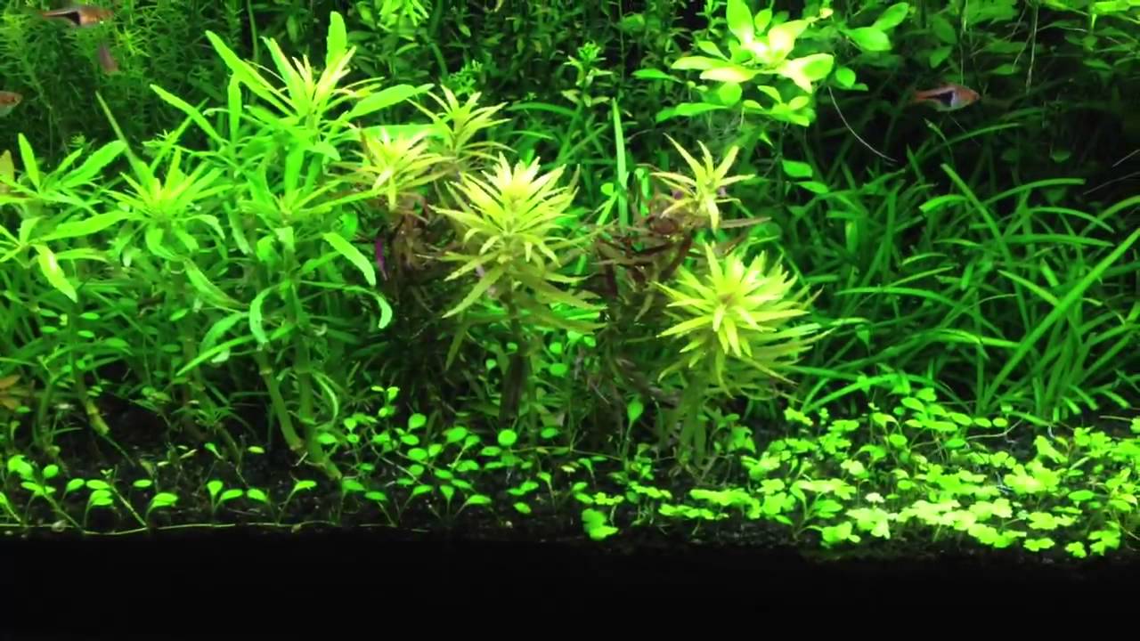 Hydro sp. Japan & Limnophila Hippuroides - YouTube