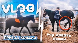 VLOG 2 дня на конюшне! РАСЧИСТКА КОПЫТ Мартини, Учу Давать Ножки