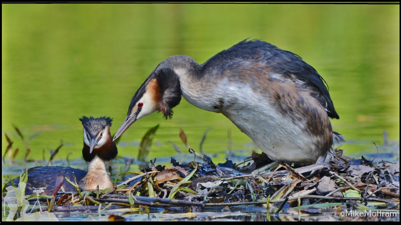 nature kpop Grebe nesting 2012