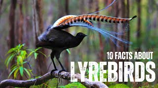 Incredible Lyrebirds: Masters of Mimicry | Nature's Musical Wonders