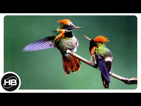 Видео: Являются ли самцы колибри территориальными?