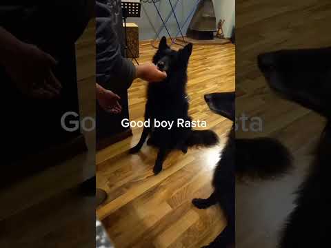 GOOD DOGS #givepaw