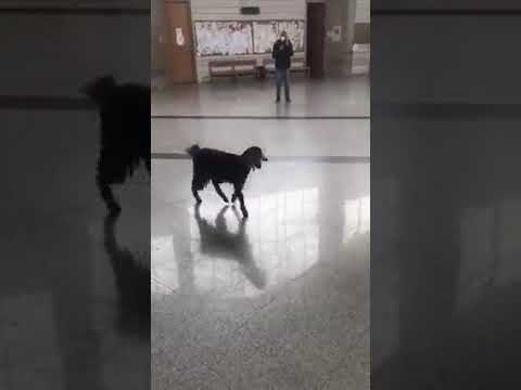 فقط في لبنان... فيديو متداول لـ «عنزة» في المحكمة