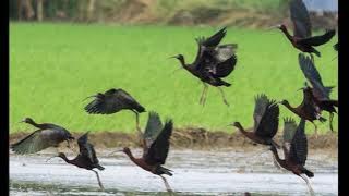 suara pikat burung ibis hitam || cocok untuk nyanggong