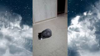 Кот Федор чудит с хвостом)))) Кот Федор чудит с хвостом))))