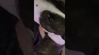 Sleeping With Mini Bull Terrier Jaira.