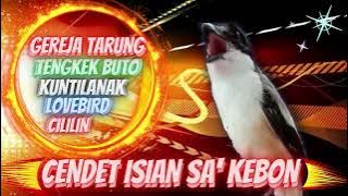 Cendet Tembakan Ngeroll Gereja Tarung, Tengkek Buto, Kuntilanak, Lovebird, Cililin dll