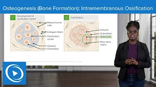 Osteogenesis Bone Formation Intramembranous Ossification Physiology Lecturio Nursing