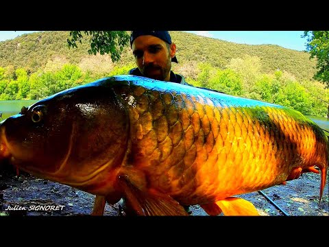 6 days in carp paradise. "Kstar and Signorax" Jurassic Carp 3.0 update 2026
