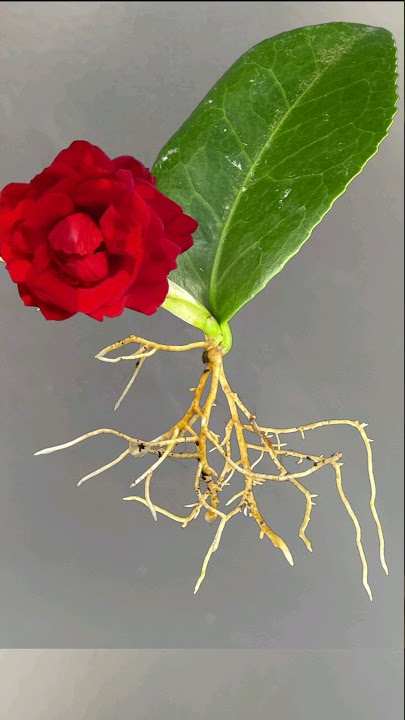 Growing Camellia plant From Leaves #youtubeshort #shorts #Camellia#Mita'sgardeningtrick