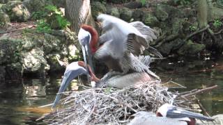 Brown Pelicans Mating on Nest Homosassa Springs Wildlife State Park FL