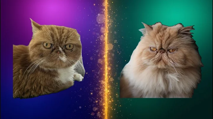 Video 10307421: exotic shorthair persian cat, exotic shorthair cat breed