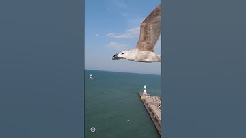 Drone Meets Seagull: Drone Crash Collection 108