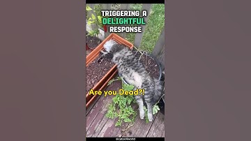 Why Cats love Catnip! #Shorts #Cat