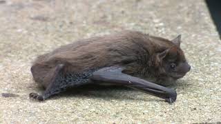 Nathusius' Pipistrelle Bat by Steve Evans 1,288 views 1 year ago 3 minutes, 19 seconds