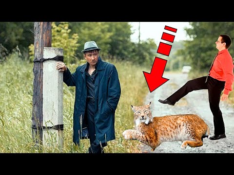 Video: Kanadese lynx - 'n kat wat getem kan word