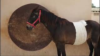 Animal Police Newsletter November 2024 - Argos