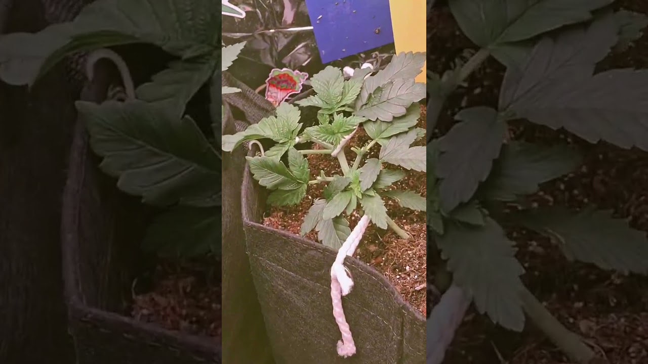 🍁 French Macaron 🍁 T.H.Seeds 