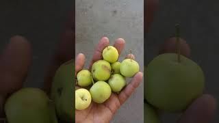 Small Green Apple🍏Fruits .#satisfying #trending #apple #short #shorts