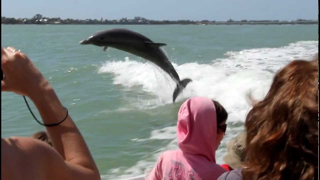 Dolphin play time Sanibel Island Must Do Tour