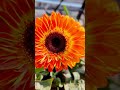 Beautiful Rooftop Garden-Self grown terrace garden-Flowers and vegetables of great variety-2021
