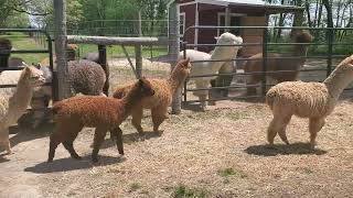 Meet our new baby alpaca's
