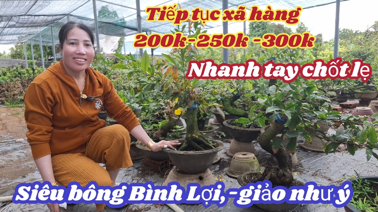 28/12/2026☎️ 0985815910 Mai vàng mai giống 200k-250k siêu bông Bình Lợi, giảo như ý 