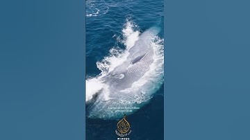 تلاوة عطرة #quran #قرآن #ترند #مكه #اكسبلور #الجزائر #تيك_توك #المدينة