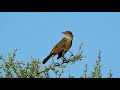 Turdus rufiventris - ZORZAL COLORADO