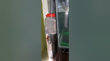 cách làm Overflow cho bể hải sản tự động.