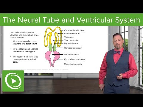 Video: Tydens embrioniese ontwikkeling watter van die volgende breinvesikels?