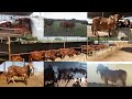 Nandani gir gaushala morbi  nilesh patel  indian gir cows