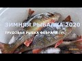ФЕВРАЛЬСКИЙ ОКУНЬ. Подлёдная рыбалка на Кольском 2020.