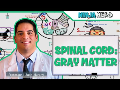 Neurology | Spinal Cord: Gray Matter Structure & Function